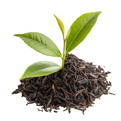 Premium Dried Black Tea Leaves with Fresh Green Tea Sprig Isolated on White