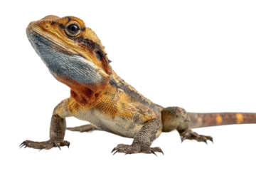 unusual hybrid species artwork isolated on transparent background