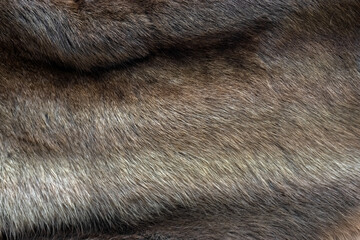 Obraz premium Closeup of fur rug for use as a background texture