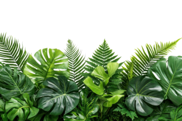 Tropical Leaves Arrangement in Lush Green Color with Soft Natural Lighting on White Background for Botanical Design isolated on transparent background