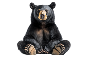 Black bear in meditative pose with calm expression in soft studio lighting on transparent background for wildlife conservation isolated on transparent background