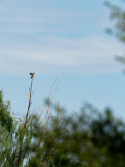 飛んでいくモズ