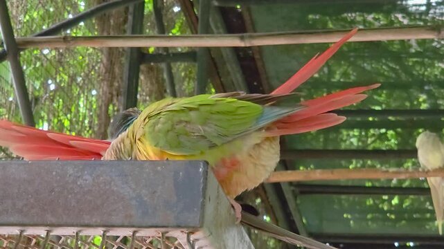 Close-up of green-cheeked conure parrots perched on a metal structure inside an aviary, with their bright red tail feathers visible.
