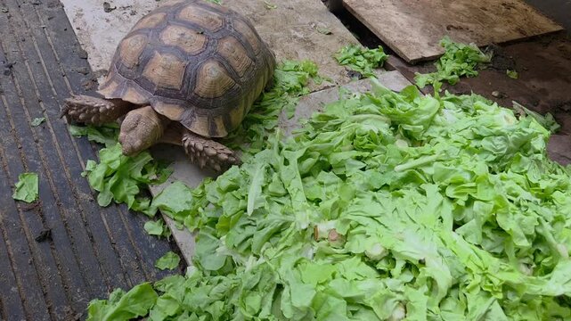 Sulcata or African Spurred Tortoise, feeding on a generous pile of fresh green lettuce leaves in a captive environment.