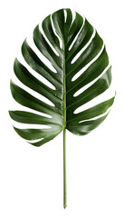 This frond segment showcases a rich green color with distinct cut-out patterns, creating a striking visual effect. Perfect for minimalist design or decor projects
