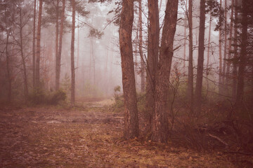 las,mgła  © Marcin Łazarczyk