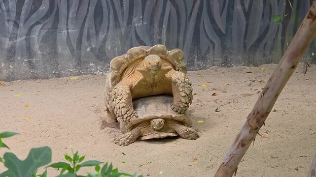 Two large Sulcata tortoises engaging in mating behavior, with one tortoise mounted on top of the other.