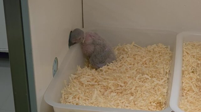 An African grey parrot nestling being cared for inside a brooder.