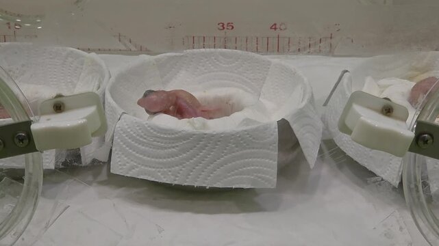 Newly hatched, featherless baby birds rest in individual paper-lined containers inside a temperature-controlled incubator.