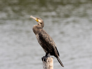 カワウポートレート