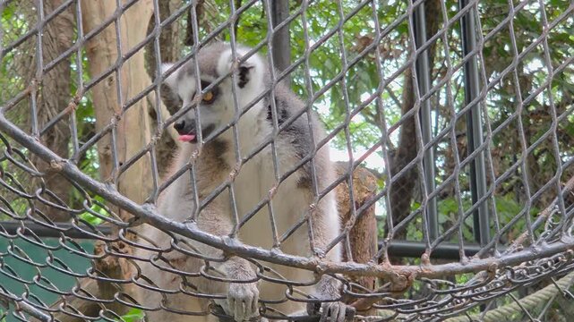 A ring-tailed lemur observed through a wire mesh fence