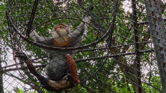 Red-shanked Douc Langur (Pygathrix nemaeus) resting within a wire mesh enclosure at a wildlife sanctuary or zoo. Often called the "costumed ape"