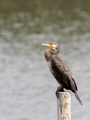 カワウポートレート