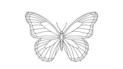 Obraz premium Symmetrical black and white line art of a butterfly with detailed wings, suitable for a coloring book page or tattoo design.