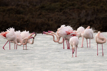 Greater Flamingos (Phoenicopterus roseus) at Akrotiri Salt Lake, Limassol, Cyprus