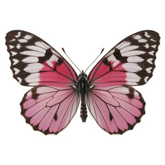 Fototapeta premium Striking pink and vactor white butterfly with dark brown wing edges on white background
