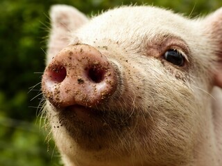 Extreme close up of a cute piglet snout covered in dirt and mud with fine bristles visible against a soft green background.