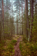 Obraz premium leśna ścieżka,mgła 