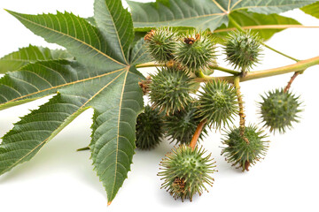 Castor bean plant with seeds