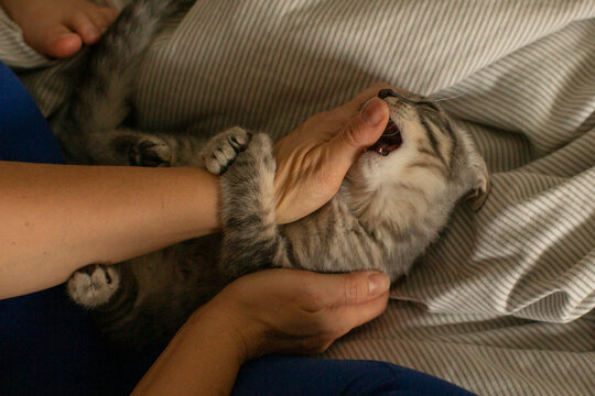 hands petting gray tabby cat on rumpled bed, gentle strokes from pet owner create calm domestic morning scene soft blanket,