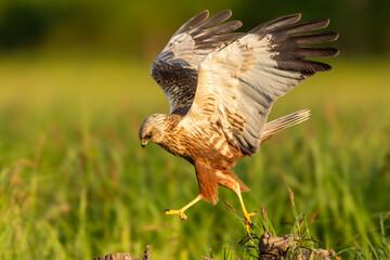 Hunting male of The western marsh harrier (Circus aeruginosus) - bird of prey
