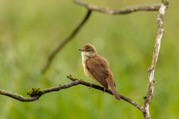 Obraz premium The great reed warbler (Acrocephalus arundinaceus) - male singing on a branch