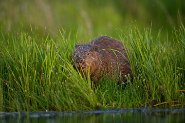 Obraz premium The Eurasian beaver (Castor fiber) - great european mammal