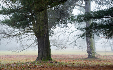 Drzewa iglaste we mgle jesienią