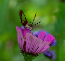 Hummingbird Clearwing (insect) Moths