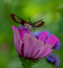 Hummingbird Clearwing (insect) Moths