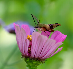 Hummingbird Clearwing (insect) Moths