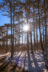 sunny day in winter forest