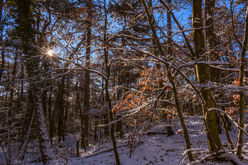 sunny day in winter forest