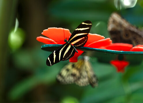 Mariposa cebra , Heliconius chariconius, posada en una flor  roja con fondo verde difuminado