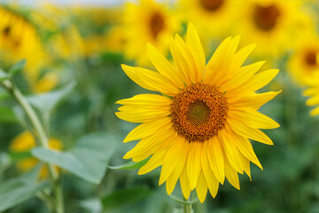 Fototapeta premium Detailed close-up of sunflower head in green field