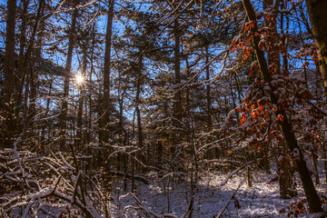 sunny day in winter forest