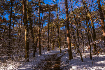 sunny day in winter forest