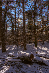 sunny day in winter forest