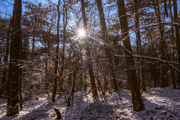 sunny day in winter forest