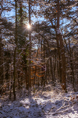 sunny day in winter forest