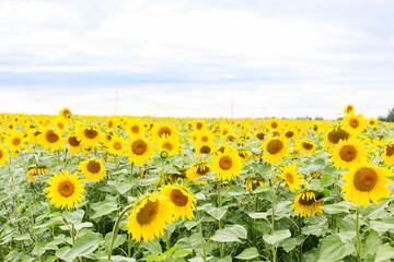Obraz premium Wide view of blooming sunflower field under cloudy sky