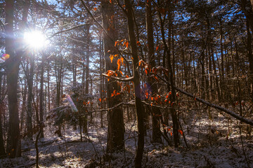 sunny day in winter forest