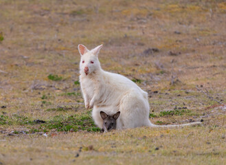 Obraz premium A White Wallaby and Joey in its pouch on Bruny Island, Tasmania, Australia