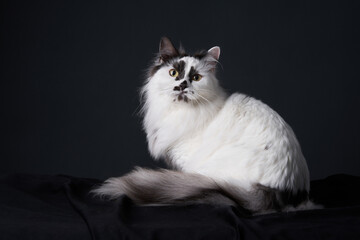 A fluffy long-haired cat rests on a soft black fabric surface, its gaze directed beyond the frame. The dark background adds a moody, artistic feel to the image.