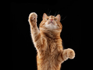 A ginger domestic cat stands on back legs with one paw raised. It appears to be interacting playfully in studio frame.