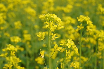 Obraz premium Blooming Mustard Blossoms with a Soft Blurred Background of Yellow Blooms