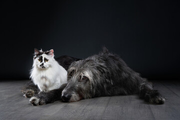 A long-haired cat and a Scottish Deerhound rest side by side on the studio floor. Their relaxed postures contrast with the dramatic lighting of the dark background.