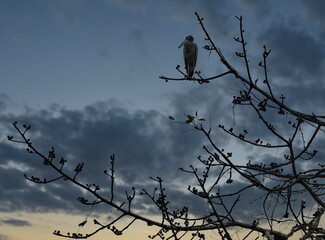 East India. The state of Assam. A lonely Marabou stork sits on a branch of a cotton tree against the sunset sky in Kaziranga National Park.
