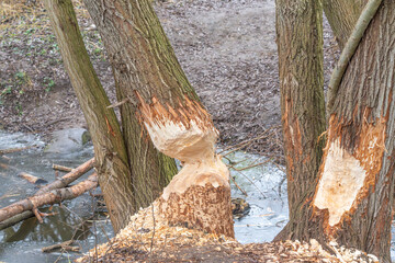 Tree trunks with large gnawed sections caused by beaver feeding behavior. Natural example of mammal impact in a wetland environment. © Jakob