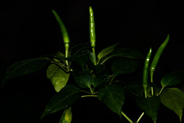 Green Chili pepper Isolated on Black background